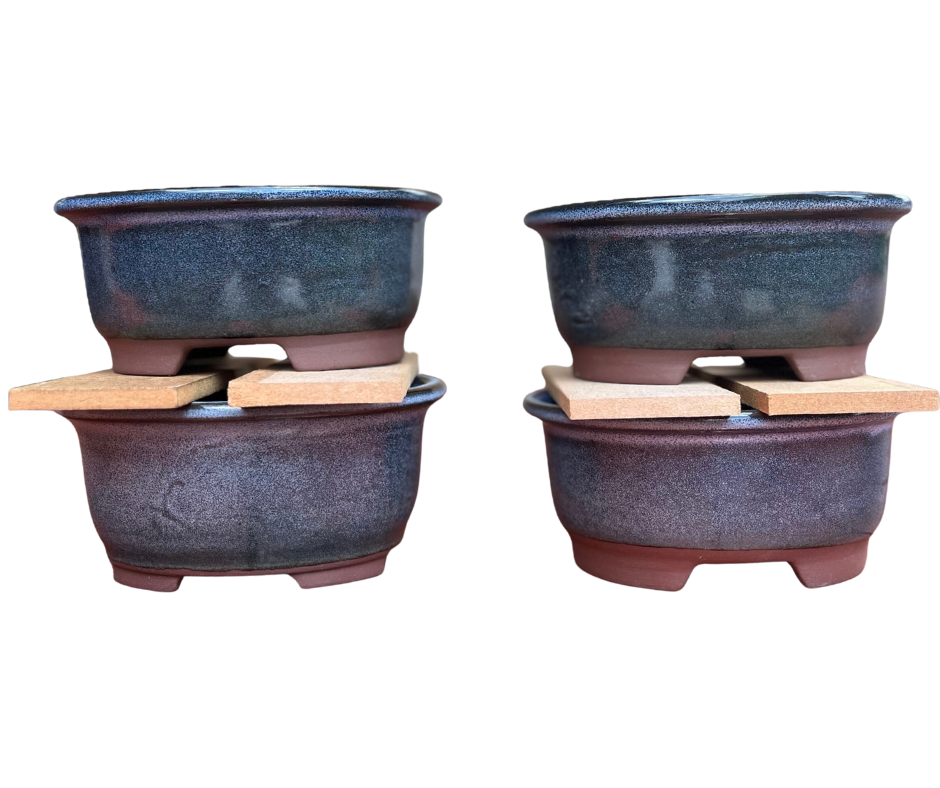 Bonsai succulent nursery centurion pretoria