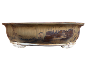 bonsai pot nursery centurion succulents